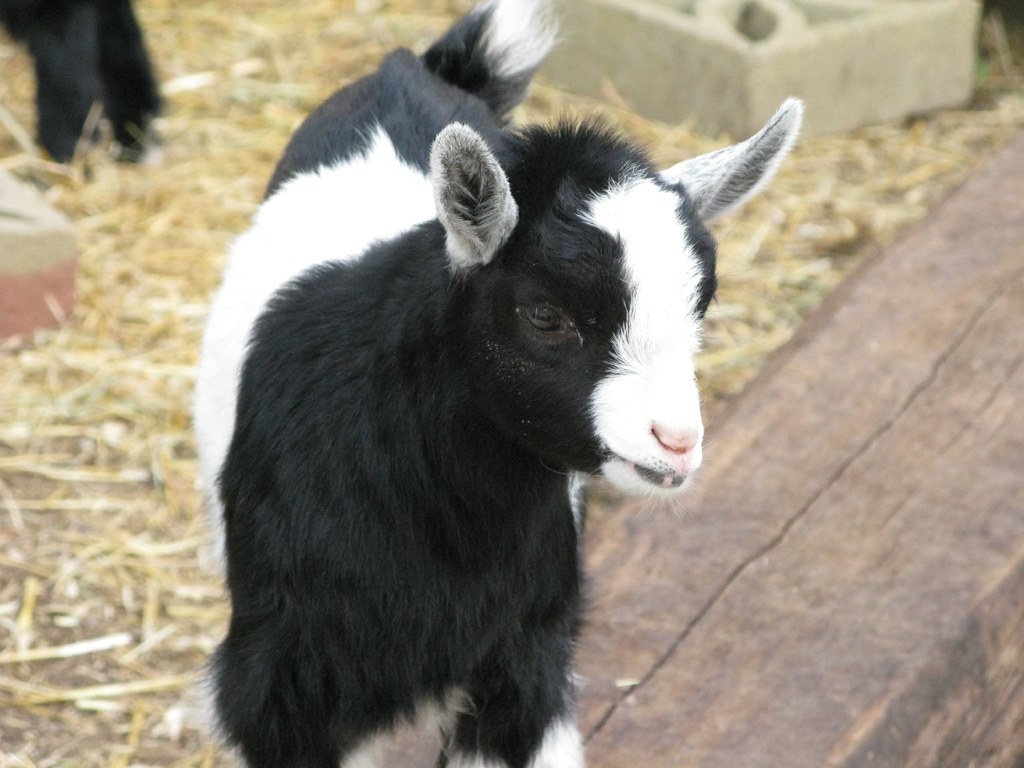 chara pronounced like harahh means joy! and she is joyful… Flickr