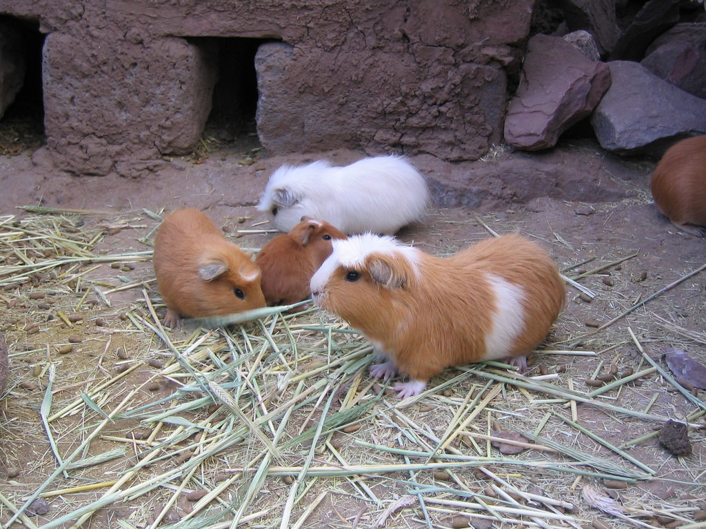 Guinea Pig Farm We saw quite a lot of guinea pigs in the P… Flickr