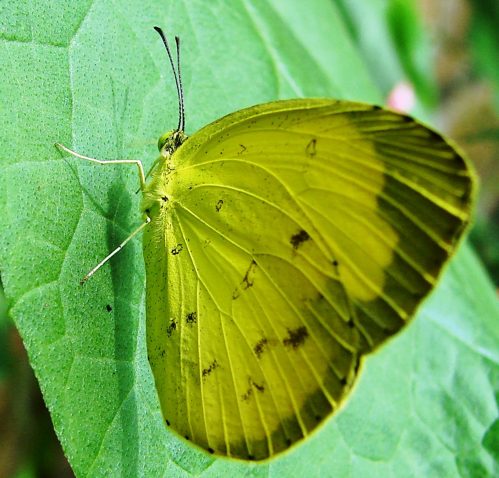Common Grass Yellow Butterfly The Grass Yellow (Eurema hec… Flickr