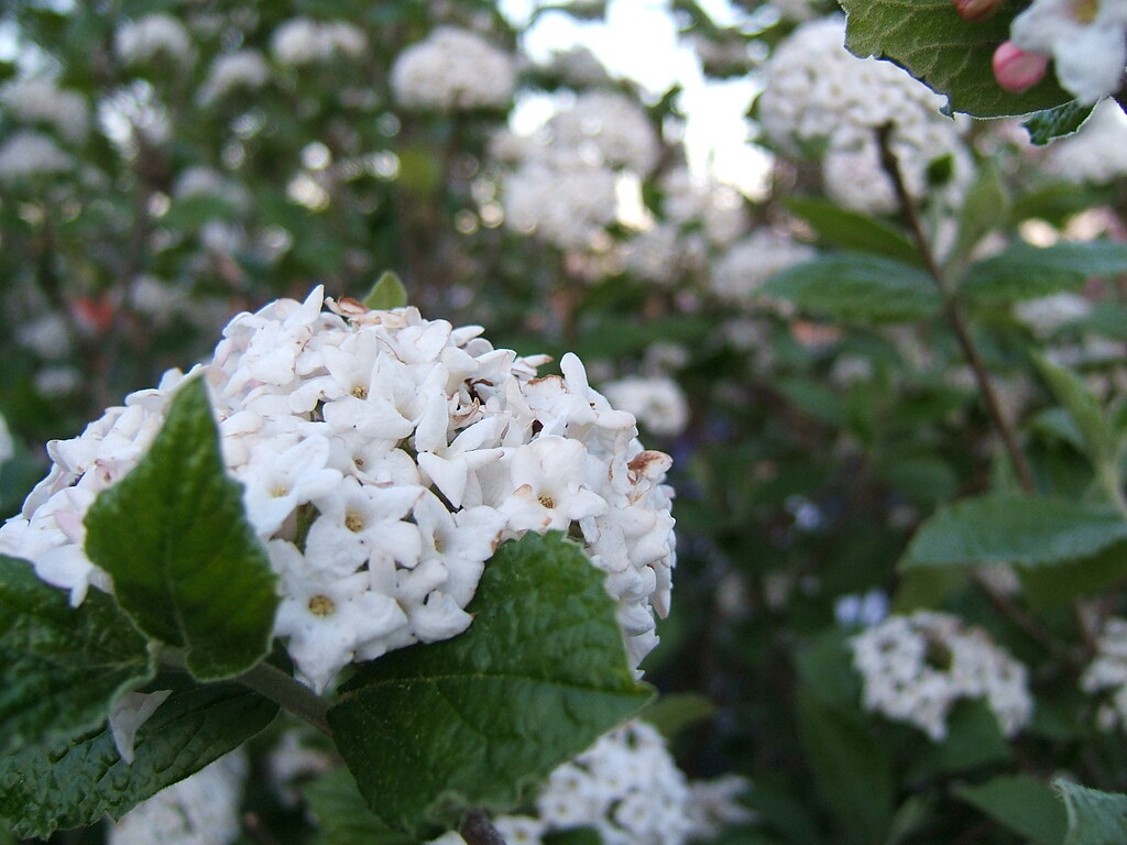Viburnum Sweet, heady smell porcupine_tie Flickr