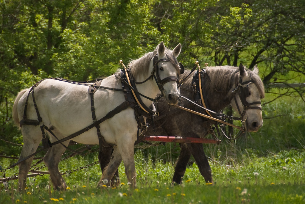 Working Farm Horses