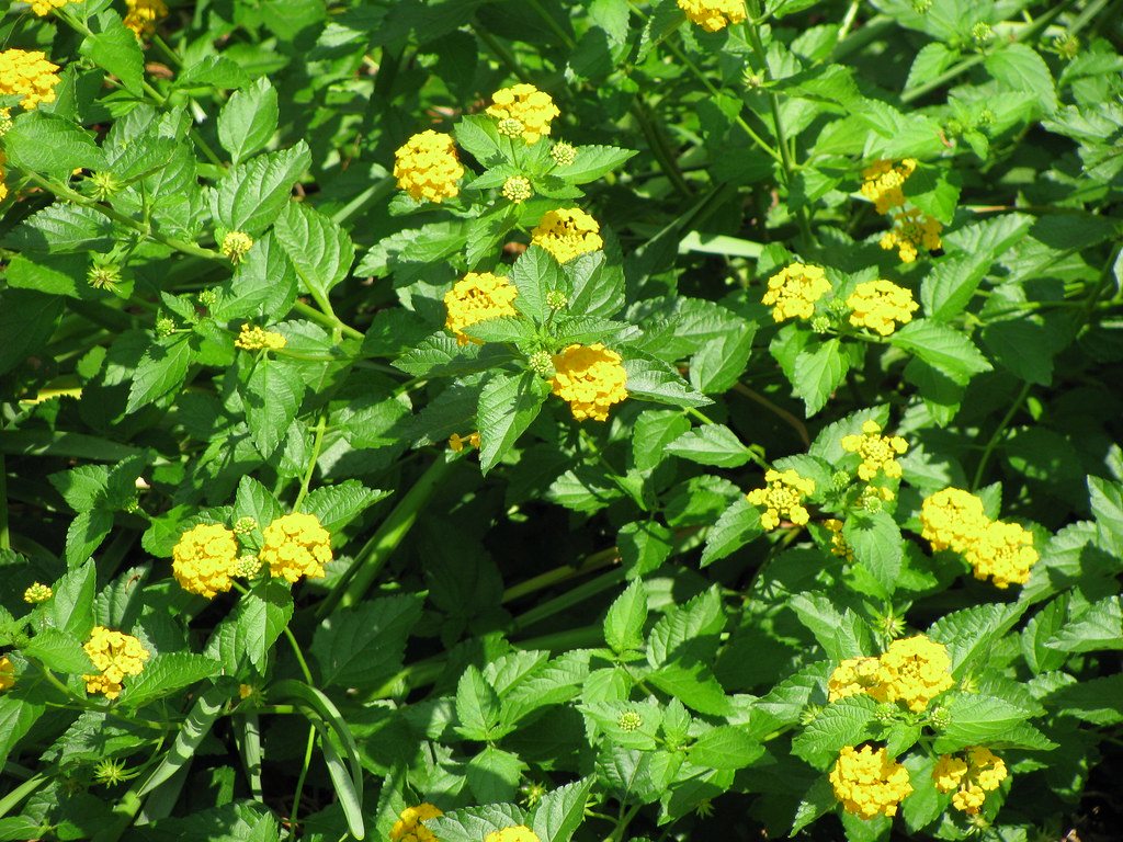 Flowers Fondren, Jackson, Mississippi. NatalieMaynor Flickr