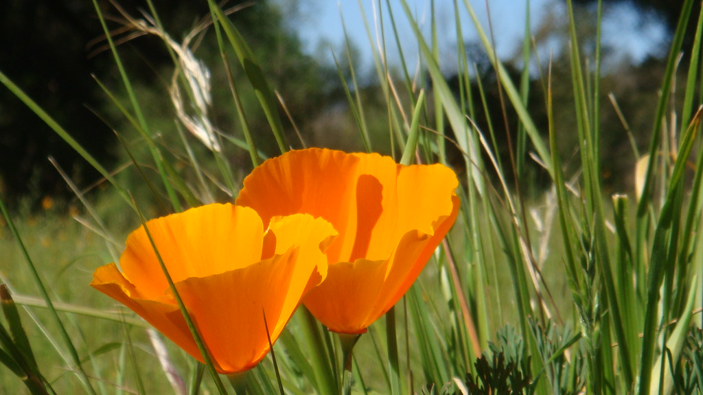 Rancho San Antonio Park Los Altos, CA Rancho San Antonio… Flickr