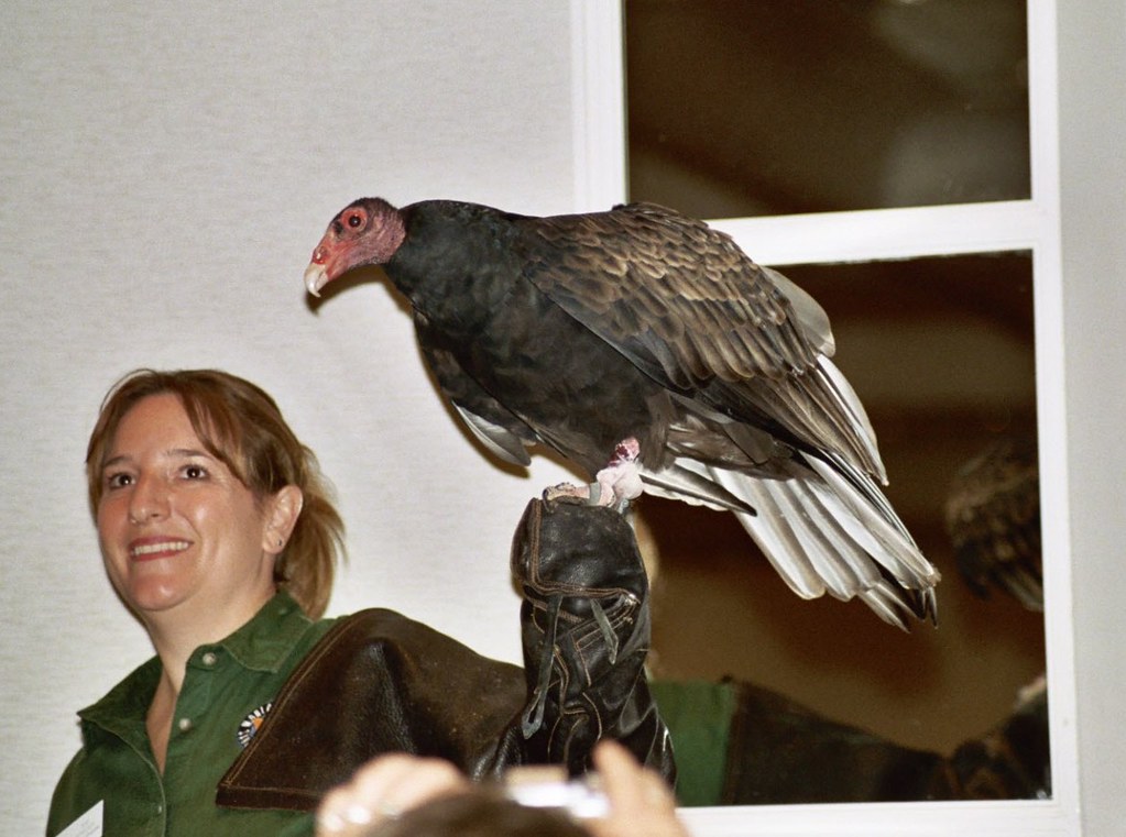 Mr Turkey Vulture Birds of Prey, Raptors lecture by Walt… Flickr