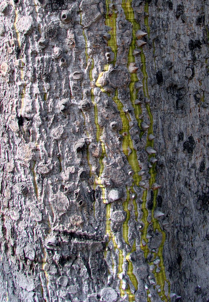 Silk floss tree bark a photo on Flickriver