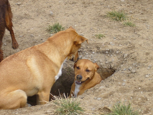 10+ Lindas Camp K9 For You