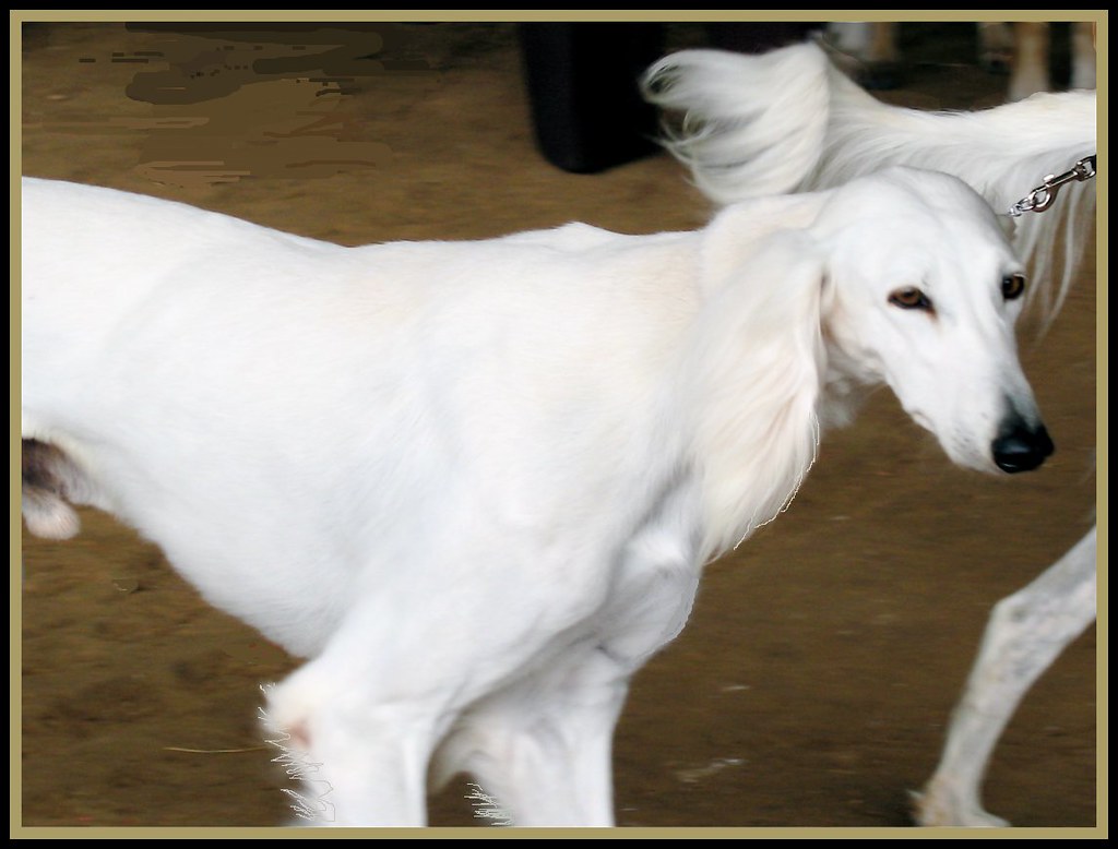 Saluki Salikis exhibited at the Cypress Creek Kennel Club … Flickr
