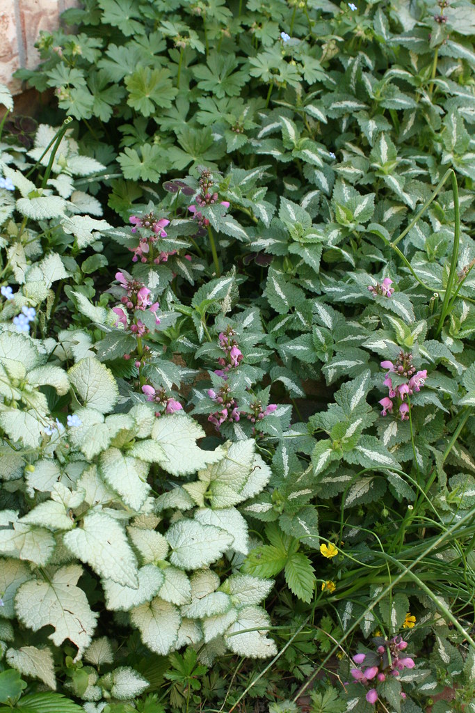 Shade Garden Lamiums Lamium maculatum 'Purple Dragon' … Flickr