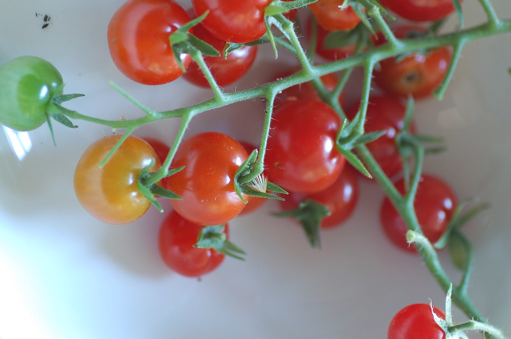 tomatoes from the garden jules Flickr