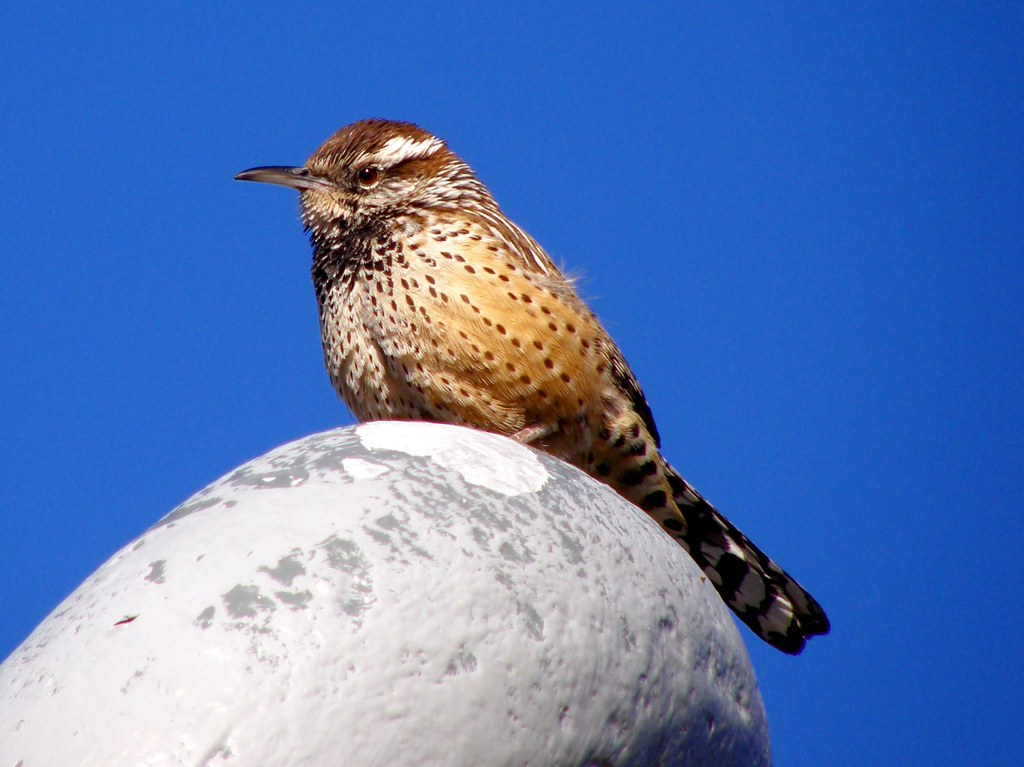 Cactus Wren, Phoenix, Arizona Campylorhynchus brunneicapil… Flickr