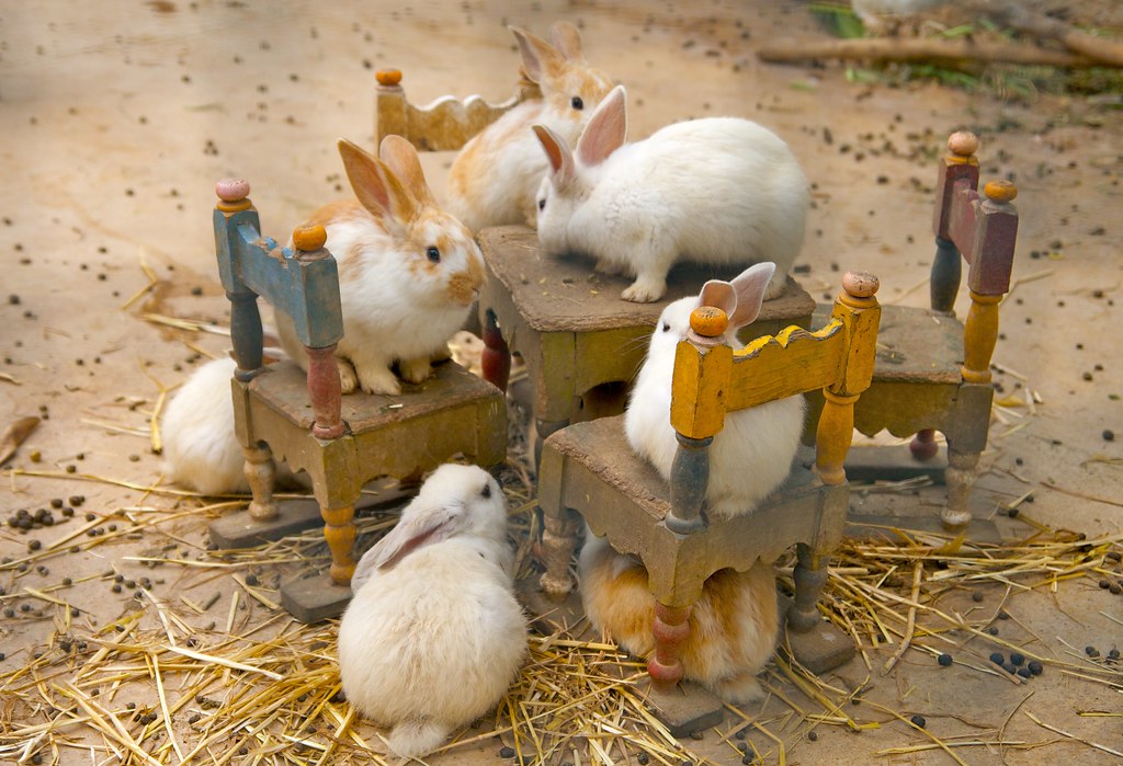 Bunny Tea Party Rampant rabbits at the Port al Kantaoui zo… Michael Lones Flickr