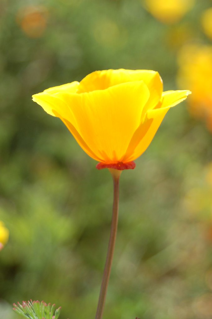California Poppy Moss Landing 04/12/08 Donna Sutton Flickr