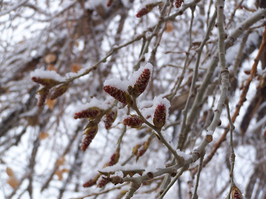 Cottonwood Blooms Our cottonwood tree in our yard. I love … Flickr