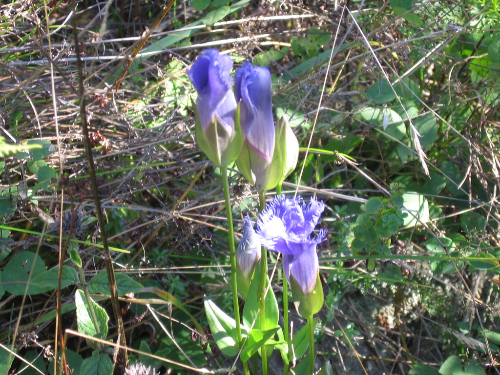 rare flower in Vt. 002 Pickett Hill Guide Service Flickr