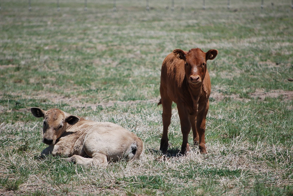 Calves 1 2008 Calf Crop scottnolenag Flickr