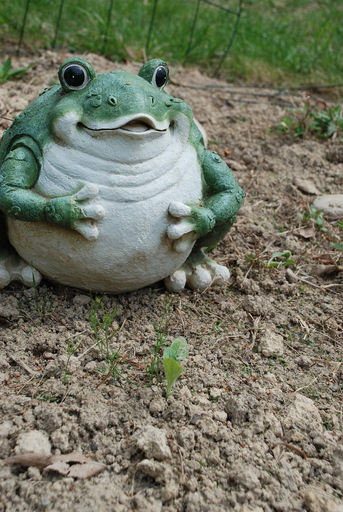 Fat frog garden statue Garden frog waits for flowers to bl… Flickr
