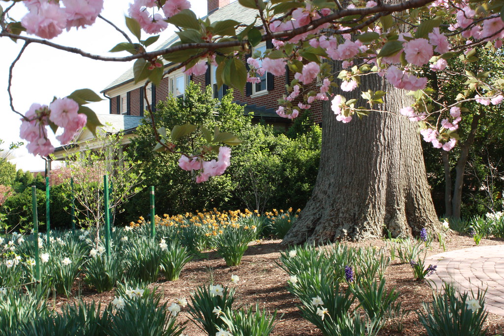 Roselawn You can see Roselawn through the beautiful bloomi… Flickr