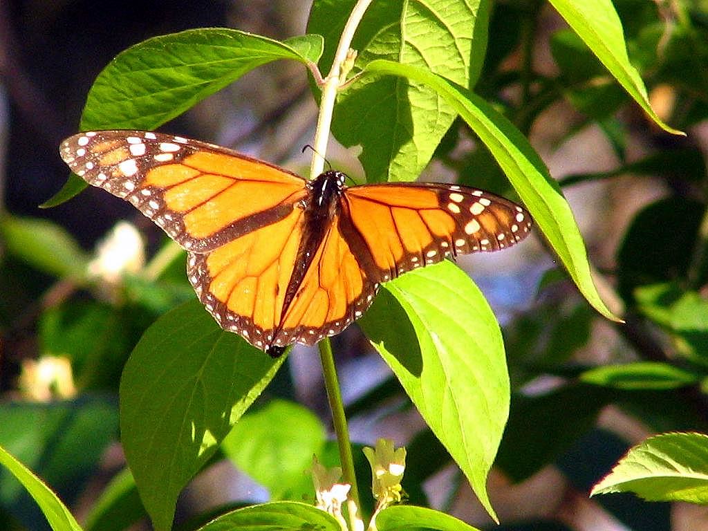 Monarch Butterfly Seen at Gregory Mill Dam Park in Smyrna.… Brent