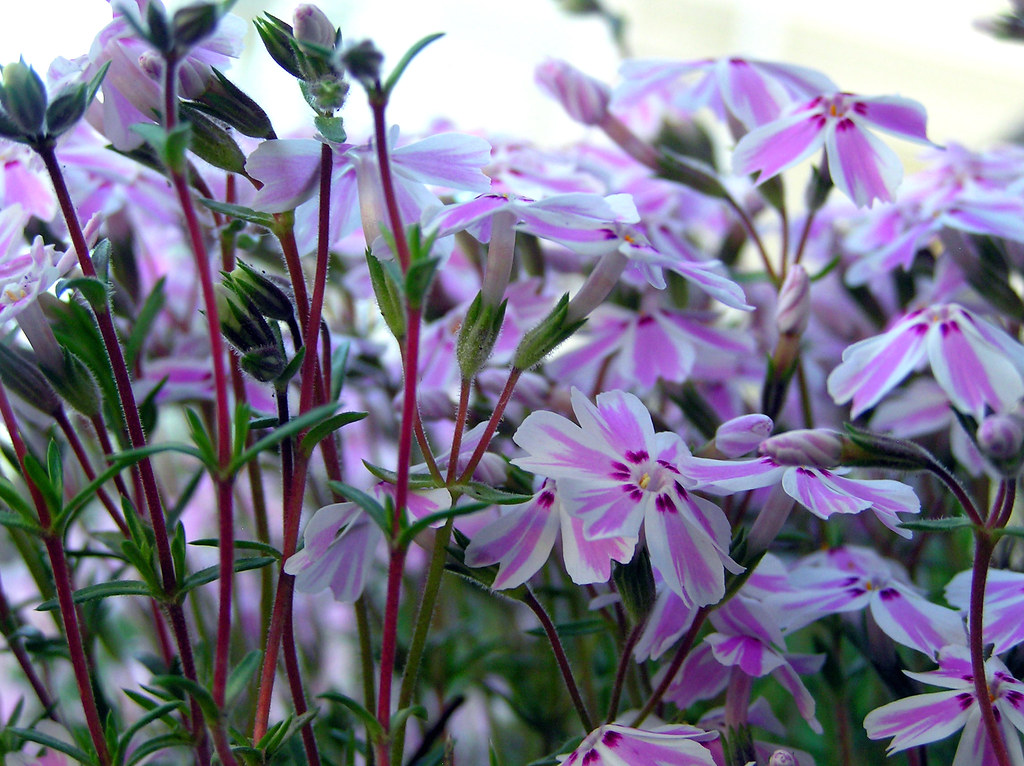 curbside flowers seen on a neighborhood walk on Fayette St… Flickr