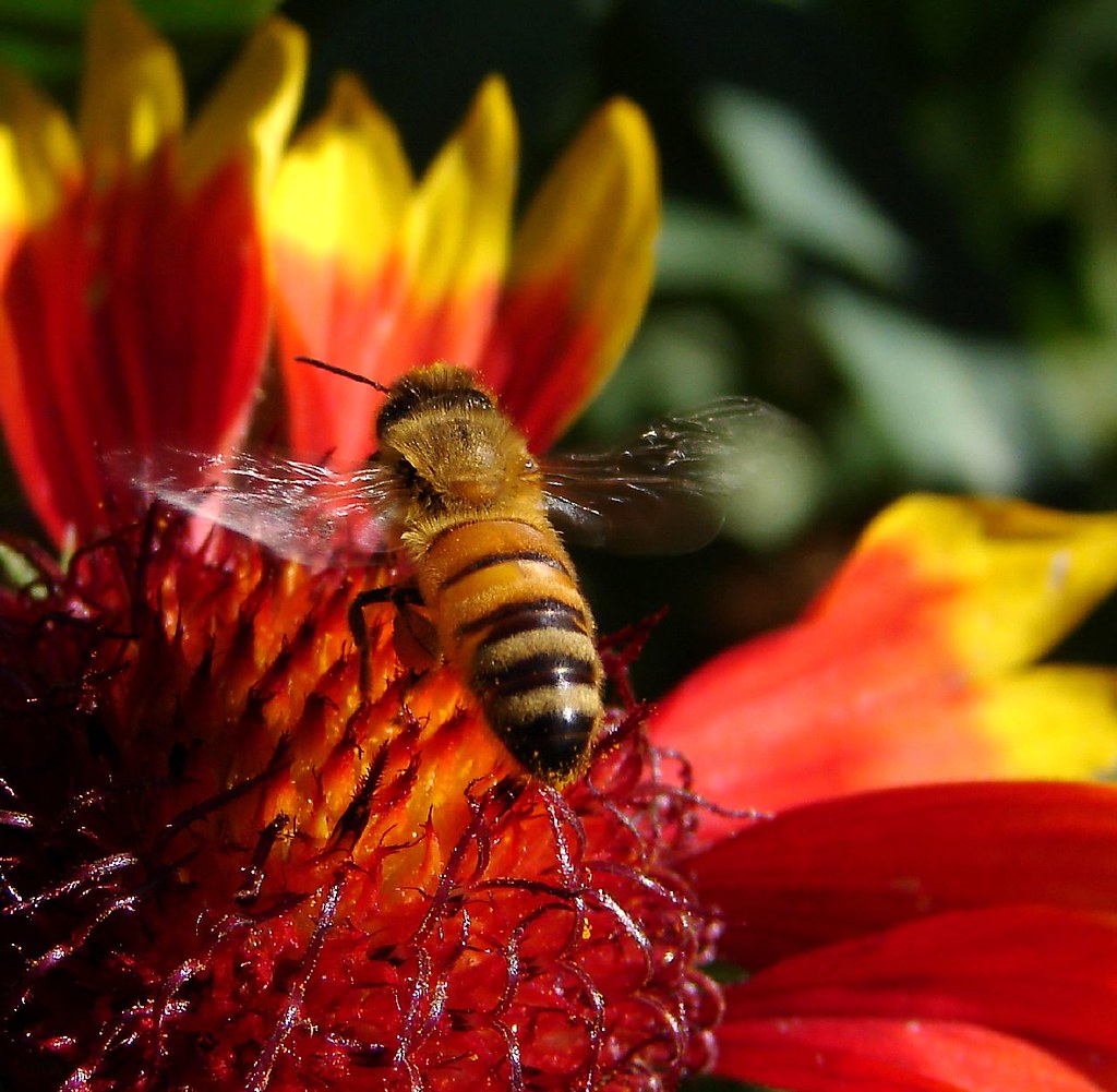 Clear for landing A bee coming in to land on one of my flo… Flickr