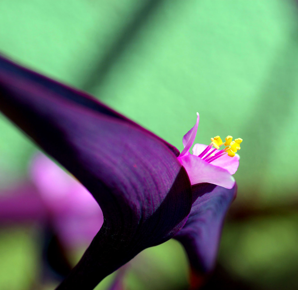 Flying Flower I've pushed the colour here again I like t… Flickr