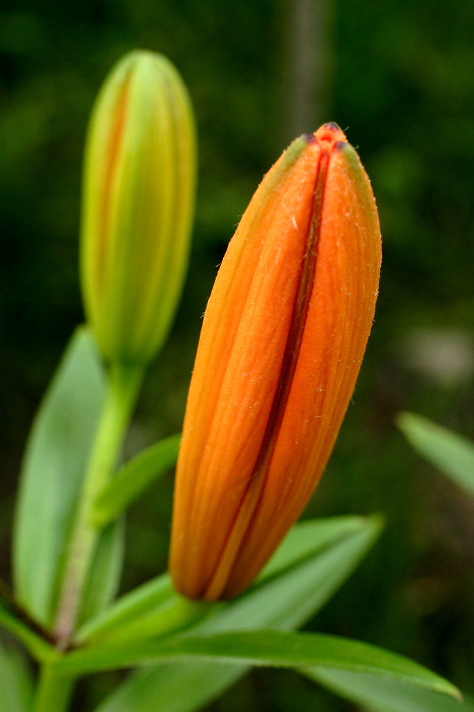 Tiger Lily Bud jpmatth Flickr
