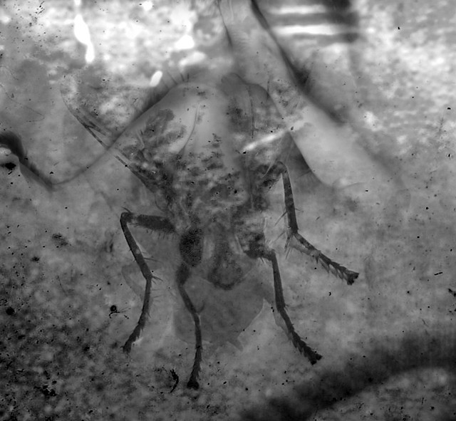I watched you change I watched you change Into a fly I loo… Flickr