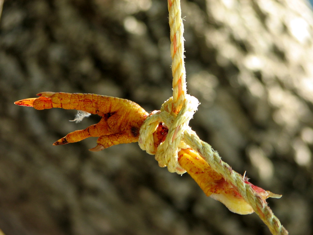 Prison break??? The remains of the chicken we had the othe… Flickr