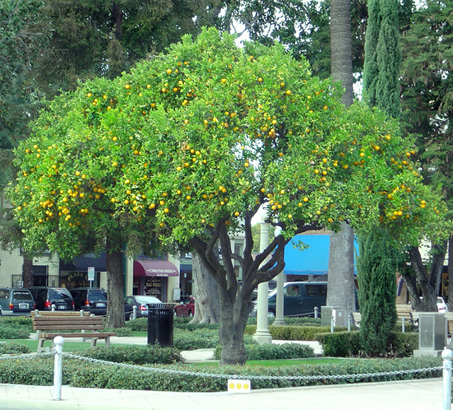 Lonely Orange Tree Old Town Orange, CA. One of the few ora… Flickr