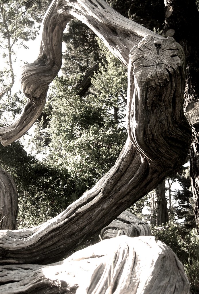 M.M.N. 4/12/o8 2 Dash Panache Flickr