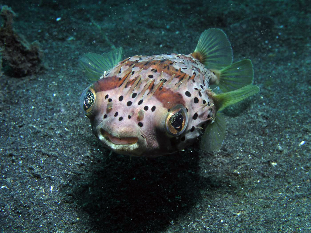 Porcupine fish Porcupine fish Geoffrey Flickr