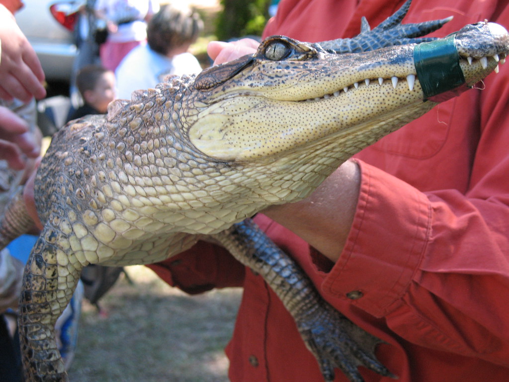 American Alligator_4228 Ken Panse (Reptile Wrangler