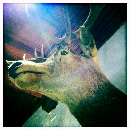 Dead animal Oliver Weibel Flickr