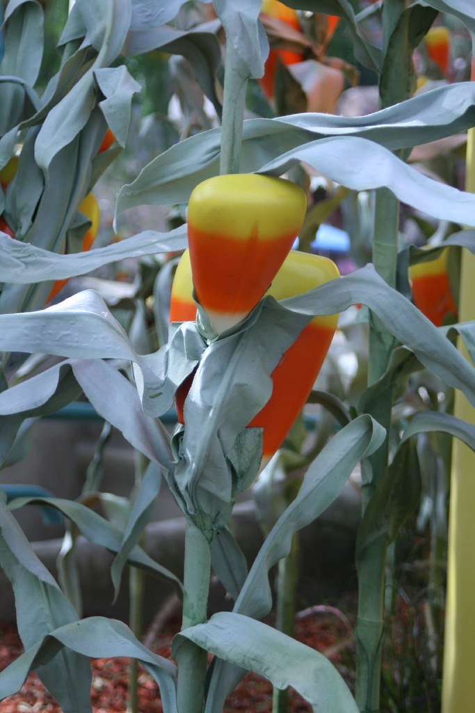 candy corn candy corn acres laura*b Flickr