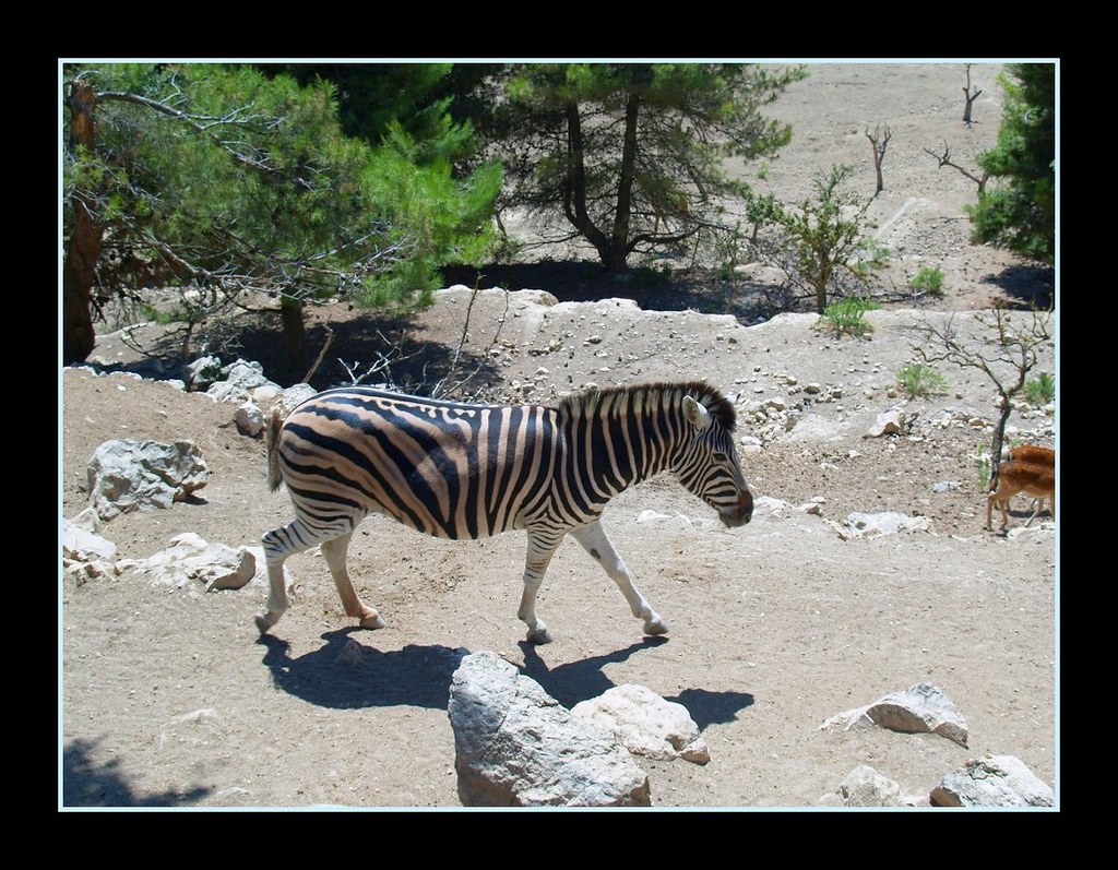 Zebra A Zebra at Safari Aitana in Spain. Graham O'Brien Flickr