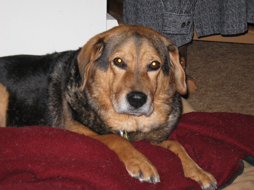 Ktina's dog, Ditto Beagle/Chow mix looks like she could b… Flickr