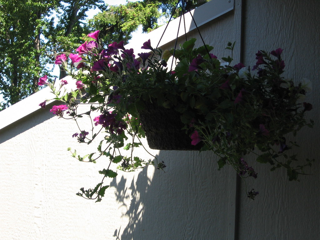 Hanging Basket from Costco KermitFan Flickr