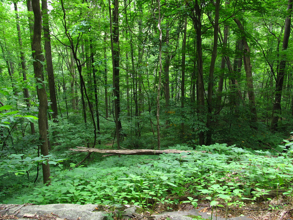 Quiet Walkway, Newfound Gap Road, Great Smoky Mountains Na… Flickr