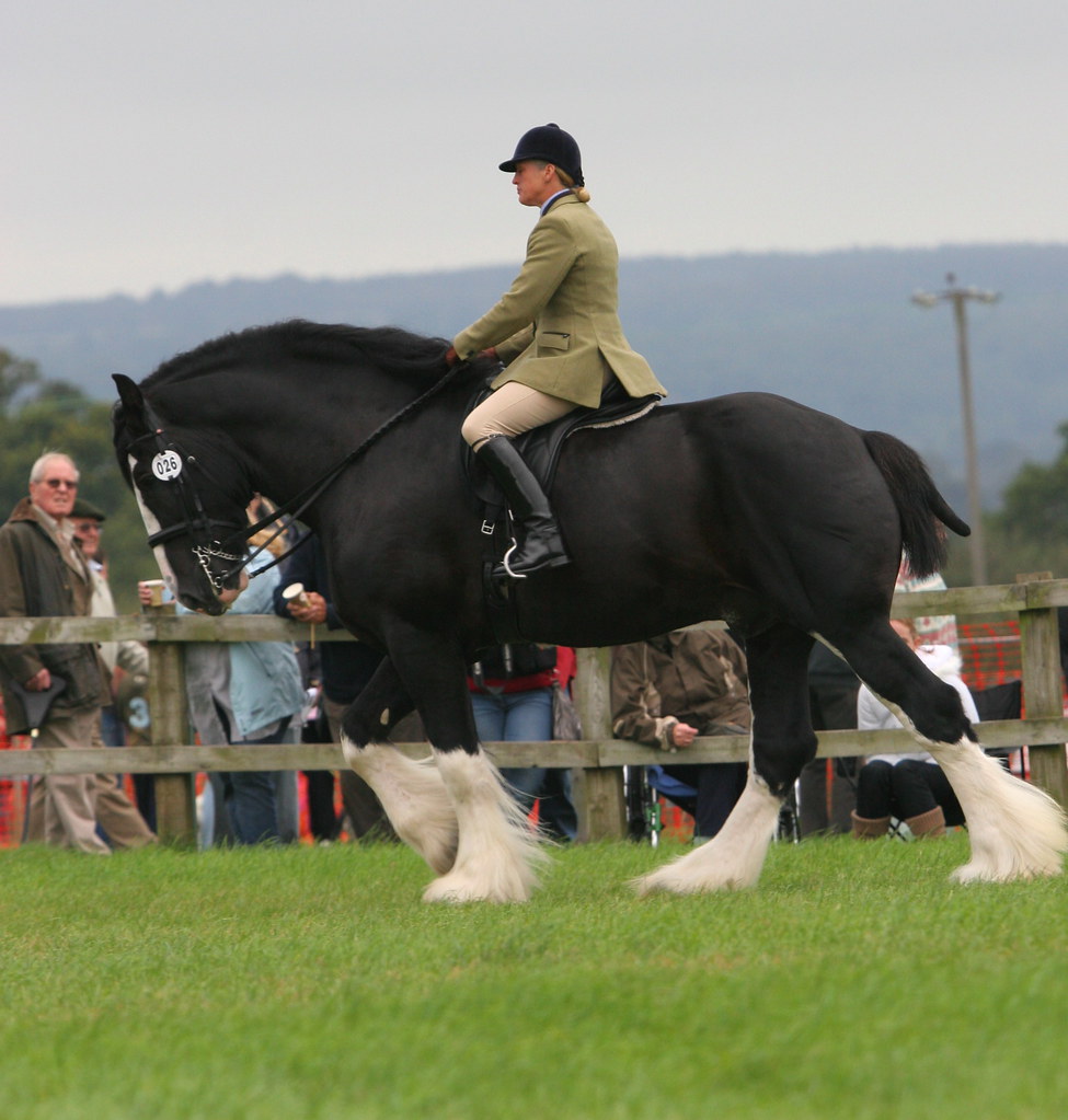 Pulling Power Black Shire stallion David Flickr