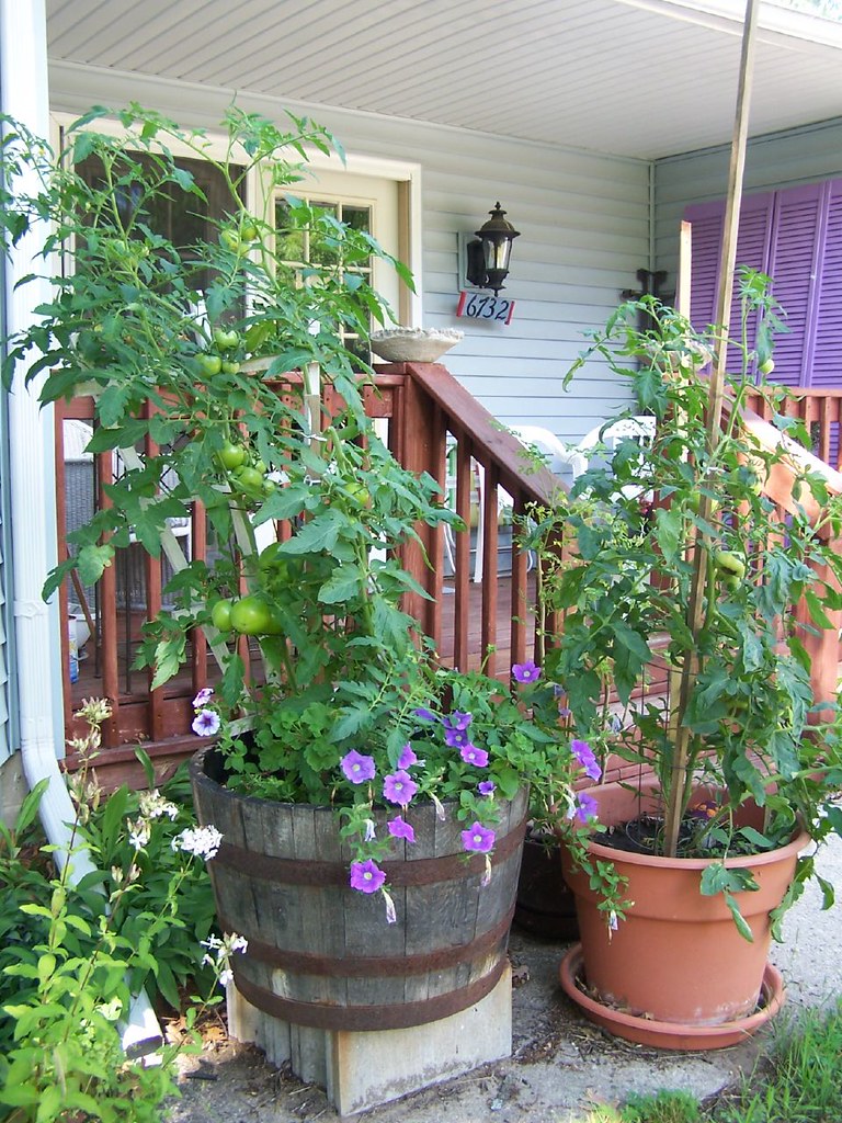My front deck Got huge tomatoes this year on these 2 plant… Heart