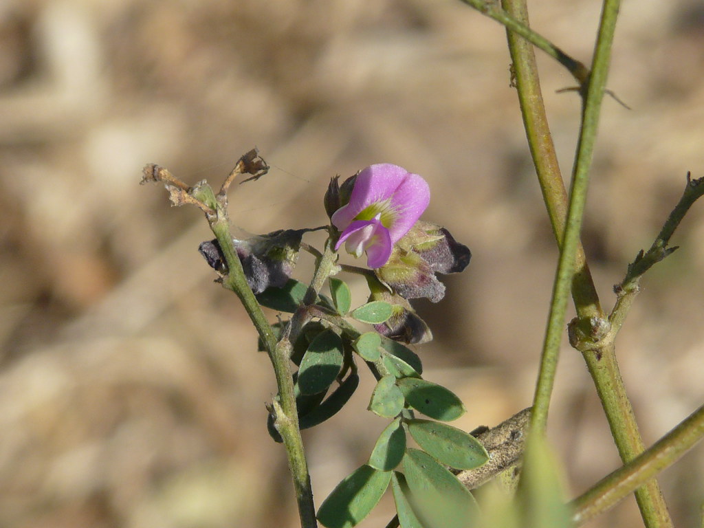 Sharpunkha (Marathi शरपुंखा) Fabaceae (pea, or legume fam… Flickr