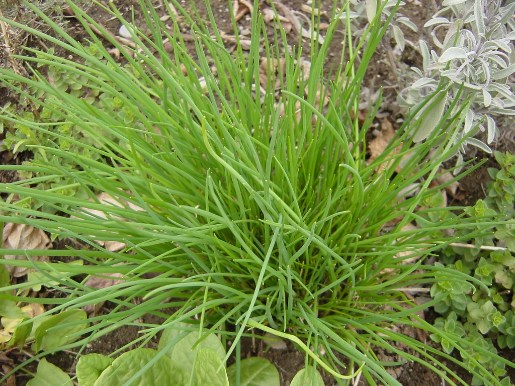 Onion chives Satrina0 Flickr