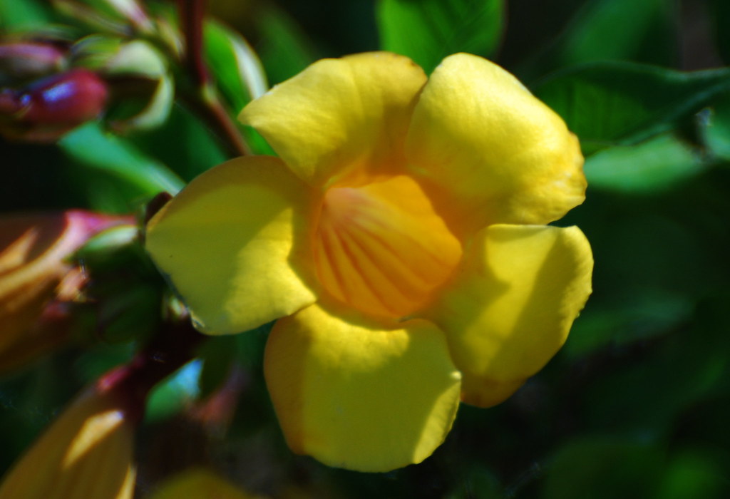 trumpet flower flowers yellow 'trumpet flower' Red Flickr