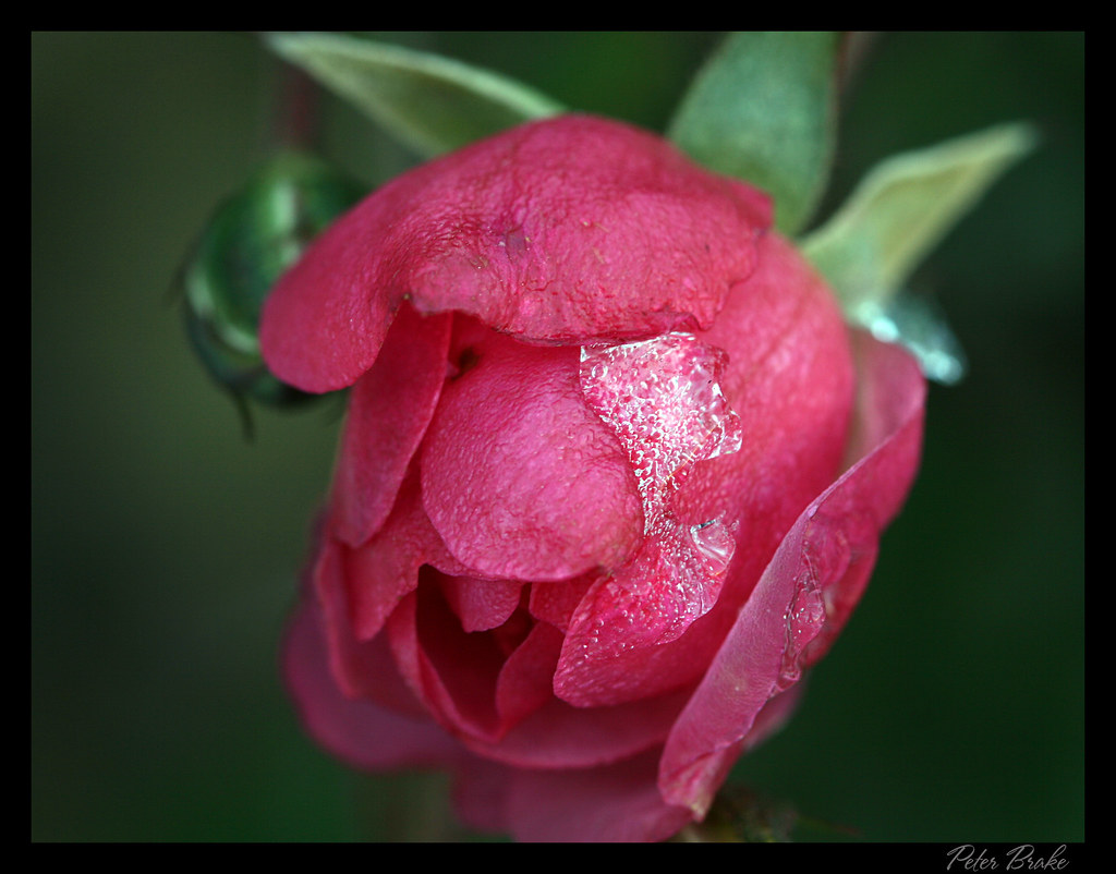 Sub Zero Rose Peter Brake Flickr