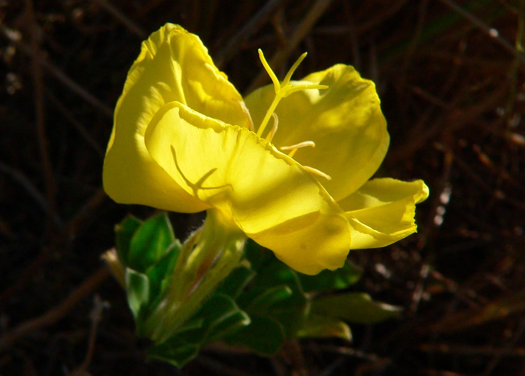 Yellow seaside flower On the beach at Redcliffe Peninsula … Flickr
