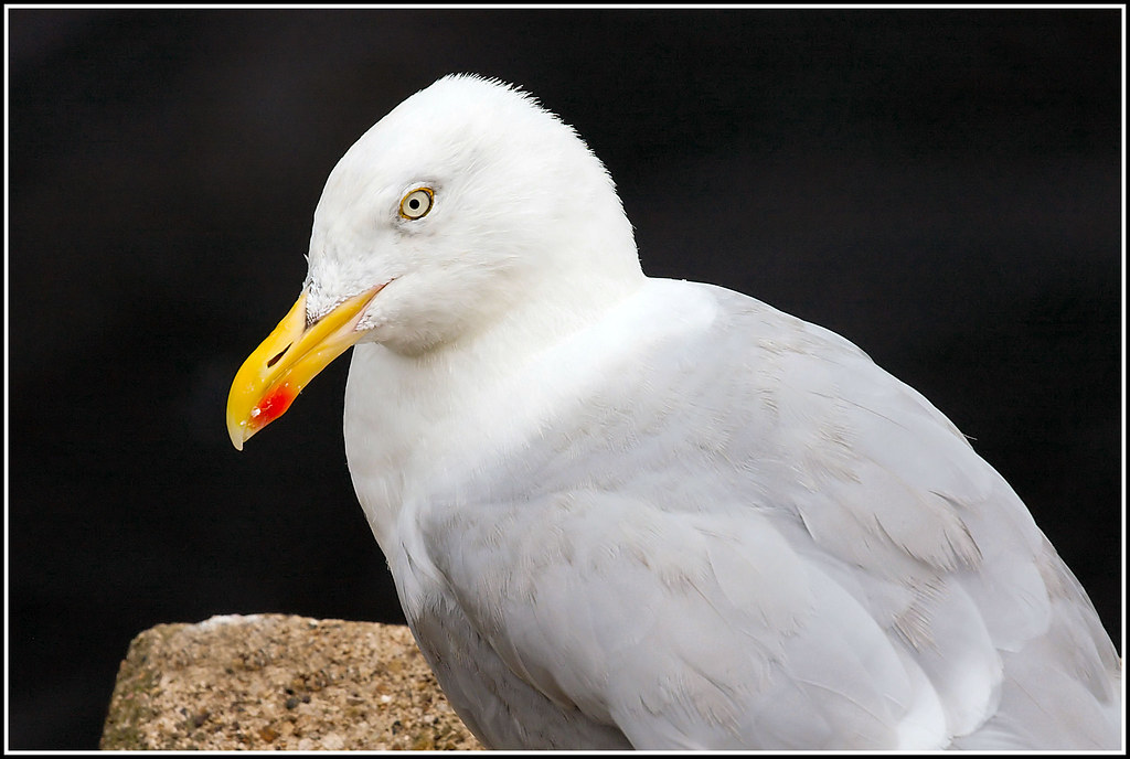 Herring Gull Herring Gull Larus argentatus An image from m… Flickr