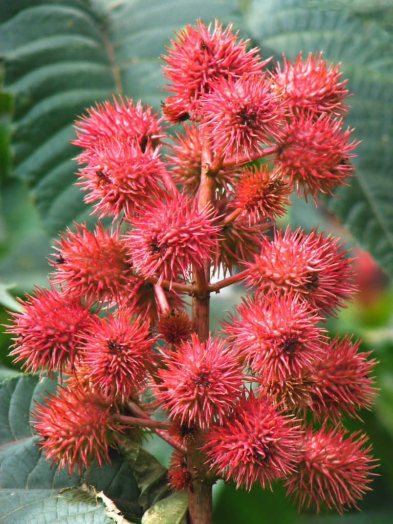 Castor Bean Saw this Castor Bean plant growing outside