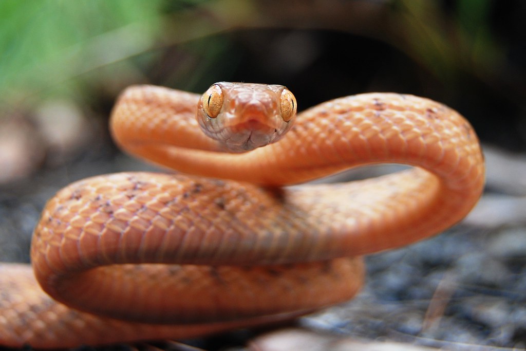 Brown Tree Snake This is a flighty "Brown Tree Snake" in D… Flickr