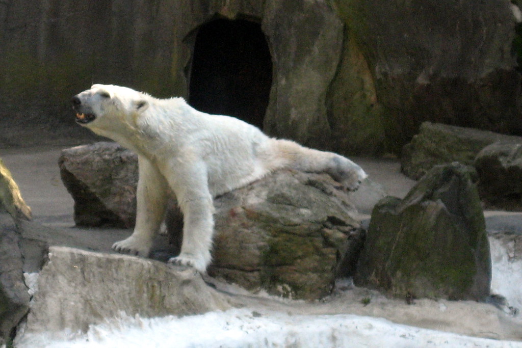 NYC Bronx Bronx Zoo Polar Bear The polar bear (Ursus … Flickr