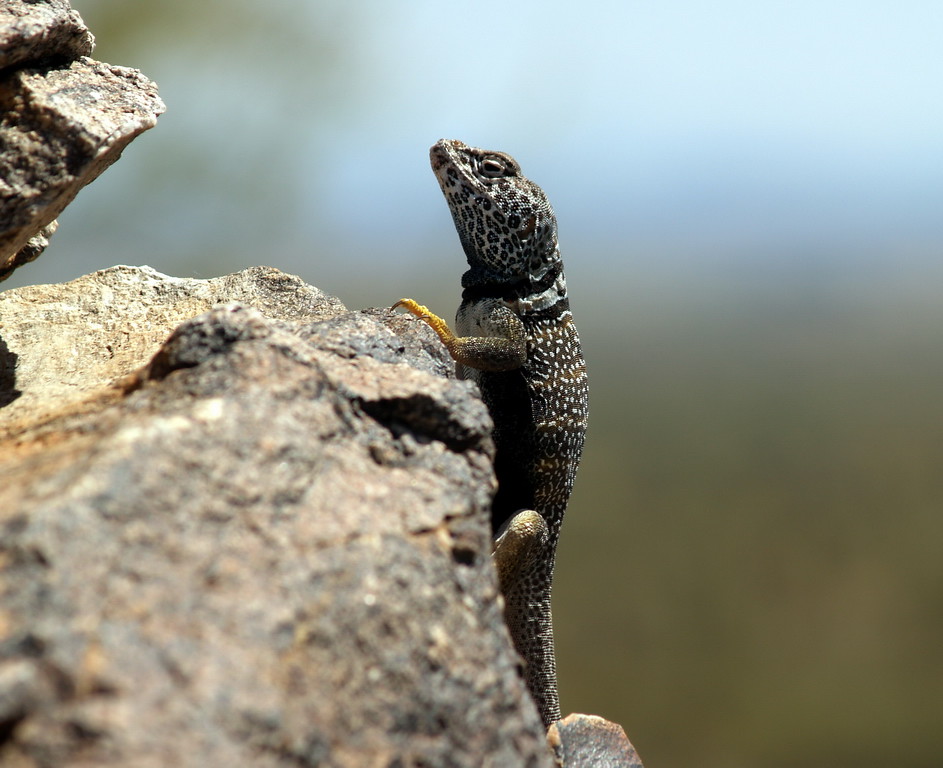 White Tanks (34) Great Basin Collared Lizard...White Tank … Flickr